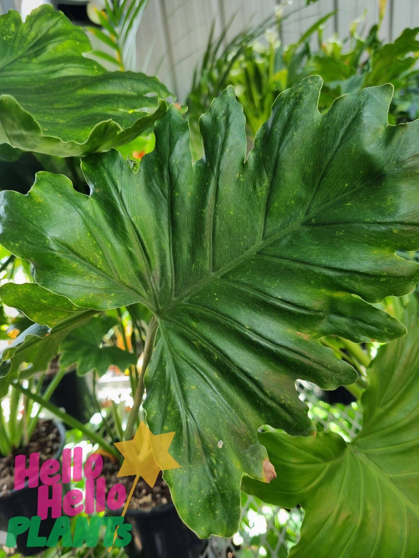 Philodendron 'Shangri La'