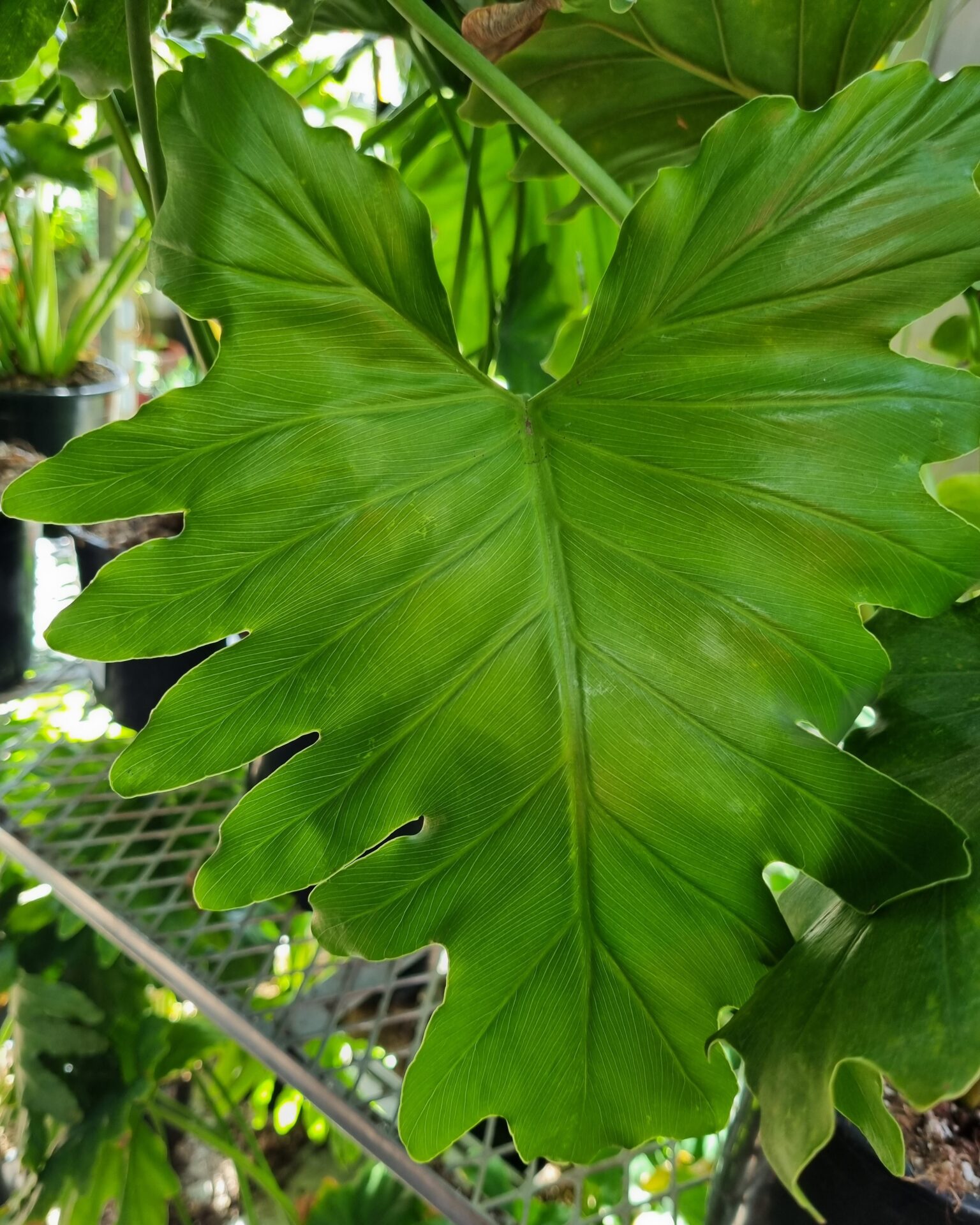 Philodendron 'Shangri La'