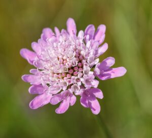 Close-up of a Scabiosa 'Power Puff Pink' Pincushion 6" Pot flower, showcasing its many petals and clustered center against a blurred green background.