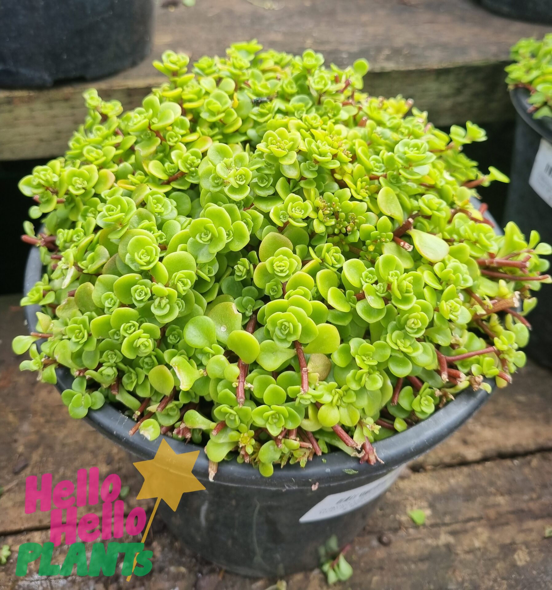 Sedum 'Green Fairy Cushion' 8" Pot