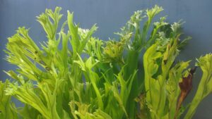 The Microsorum 'Green Flame' Fern in a 6" pot features bright green, antler-shaped fronds and is shown against a blue wall; some leaves display brown spots and edges.