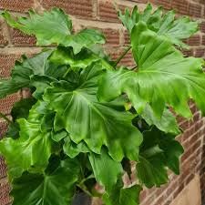 The Philodendron 'Shangri La' in an 8" pot features large, glossy green leaves, shown thriving against a brick wall backdrop.