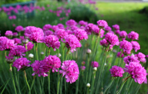 Clusters of bright pink Armeria Dreameria® 'Day Dream' flowers with slender green stems thrive in gardens. Ideal for a 6" pot, this bloom adds a dreamy touch to any outdoor space. Blurred greenery enhances its vibrant color.