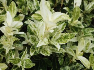 Close-up of variegated green and white leaves with mottled spots on a dense Euonymus 'Pierrolino' Japanese Spindle Bush, shown in a 6" pot.