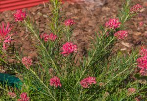 The Grevillea 'Canberra Gem' 6" Pot displays pink Grevillea flowers with long, narrow green leaves, set against brown mulch with red edging.