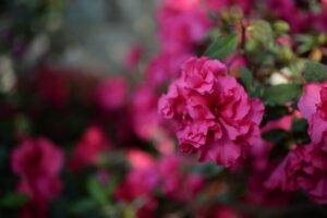 Close-up of vibrant pink Azalea 'Madelaine' flowers in a 10" pot, set among lush green leaves with blurred background blooms.