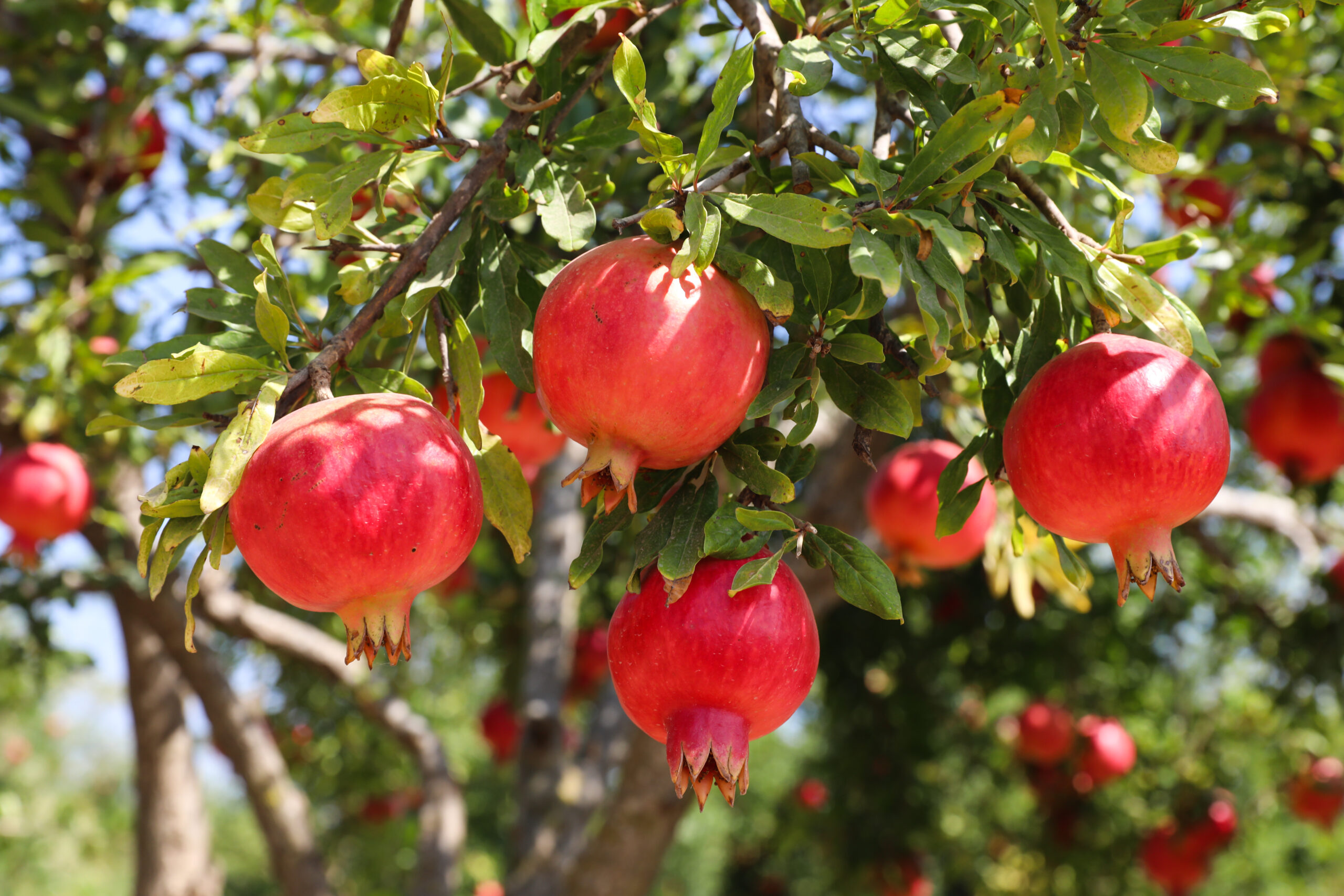 Ripe Punica 'Achik Dani' Pomegranates in an 8" pot hang from branches with green leaves on a sunlit tree.