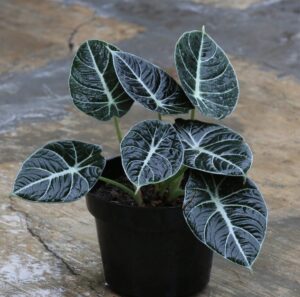 An Alocasia 'Black Velvet' in a 5" pot, featuring dark green leaves with striking white veins, sits gracefully on a stone surface.