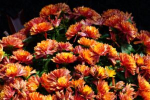 The Chrysanthemum 'Bronze' in a 6" pot features vibrant bronze flowers surrounded by lush green foliage.