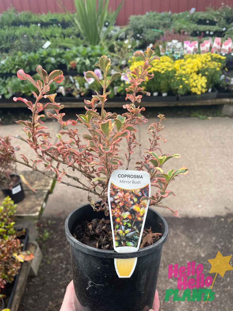 Coprosma 'Mirror Bush' 6" Pot