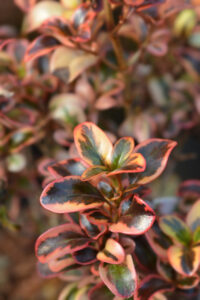 Coprosma 'Mirror Bush'
