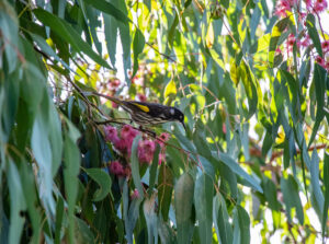 A black and white bird perches on pink flowers of Eucalyptus rosacea 'Pink Flowering Mallee' 6" Pot, surrounded by green leaves in bright daylight.