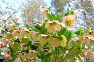 A cluster of pale green and pink Helleborus 'Marlon' flowers with green leaves in a 7" pot, displayed outdoors on a bright day with blurred trees in the background.