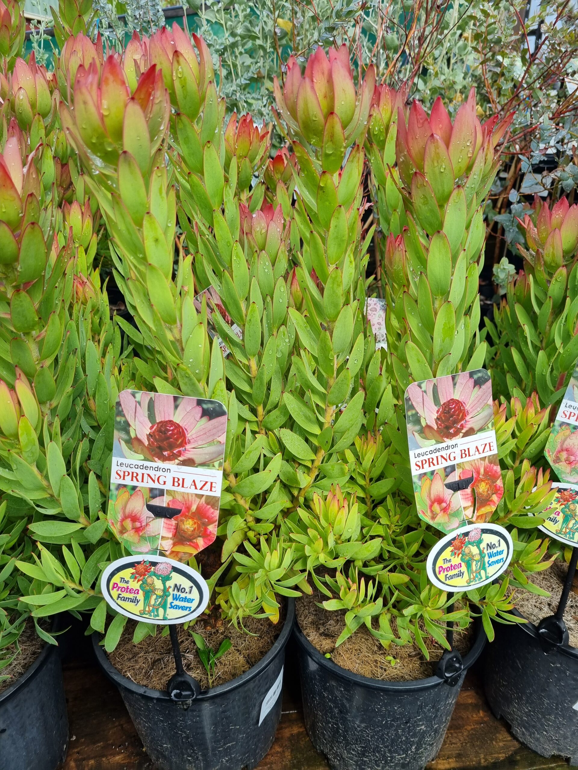 Leucadendron 'Spring Blaze'