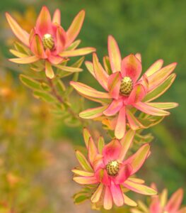 Three vibrant Leucadendron 'Spring Blaze' flowers with pink and yellow pointed petals and cone-shaped centers bloom in an 8" pot, set against a softly blurred green background.