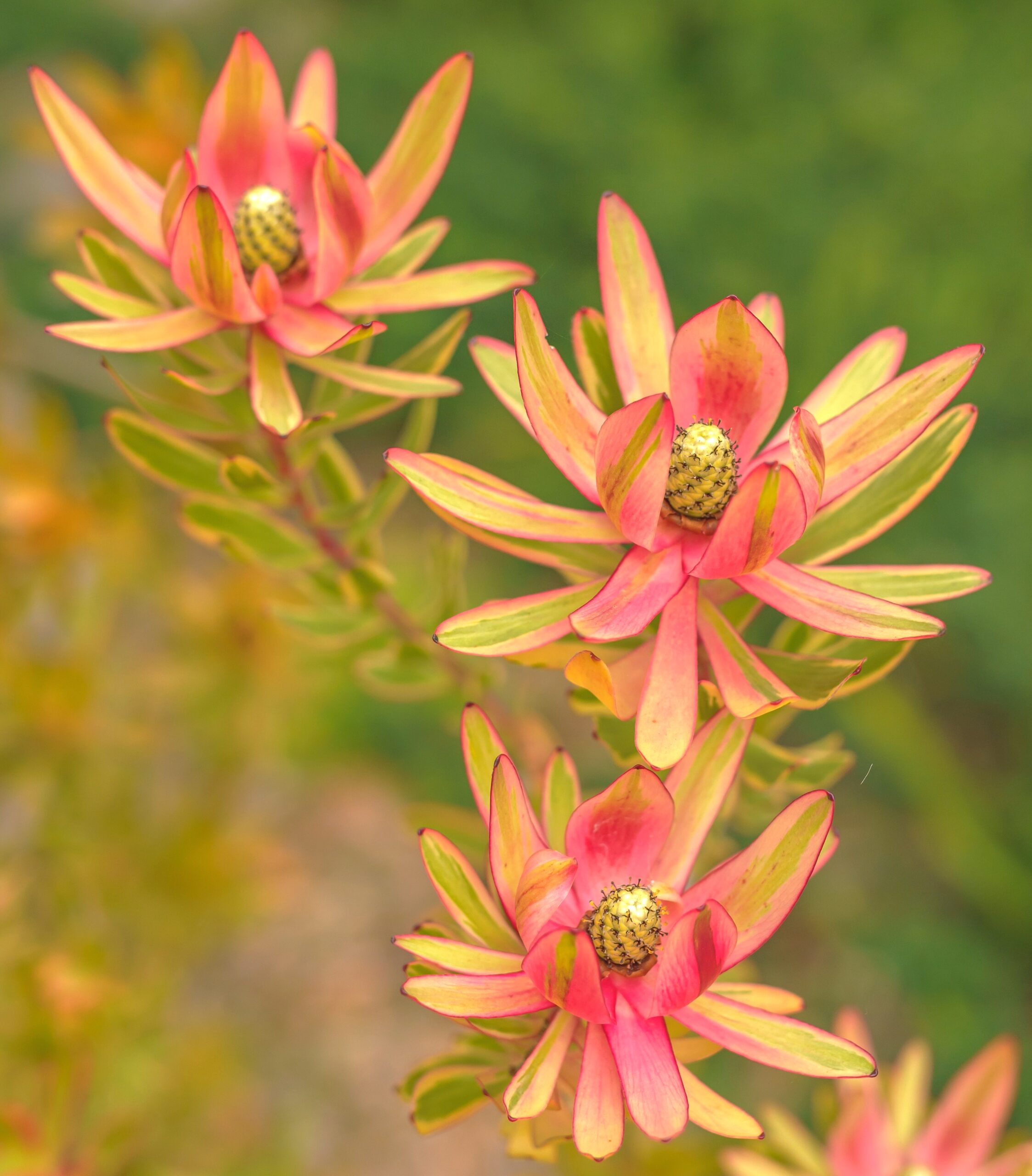 Three vibrant Leucadendron 'Spring Blaze' flowers with pink and yellow pointed petals and cone-shaped centers bloom in an 8" pot, set against a softly blurred green background.