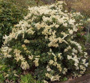 The Pieris 'Debutante' 13" Pot features a bushy shrub with dark green leaves and clusters of small white flowers, perfect for brightening up your garden bed or patio.