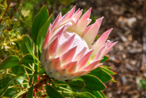 A close-up of Protea 'Grandicolour' PBR in a 10" pot, showing its pink and white petals encircled by green leaves.