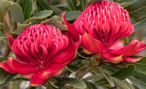 Two vibrant red Telopea 'Essie's Gift PBR' Waratah flowers with layered petals bloom above dark green foliage, reflecting the striking beauty of this plant available in a 6" pot.