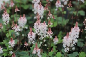 Tiarella 'Pink Skyrocket' in a 5" pot features clusters of delicate white and pink foamflower blooms on slender stems, set against green foliage.