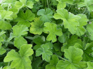 A Geranium 'Peppermint' in a 4" pot displays green, slightly rough leaves; one leaf is partly yellow, which may indicate chlorosis or nutrient deficiency.