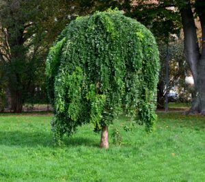 A Sophora 'Weeping Japanese Pagoda Tree' with dense, drooping green foliage stands alone on a grassy lawn in a park.