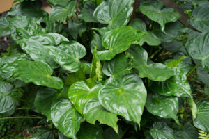 A dense cluster of large, glossy green leaves with prominent veins from the Alocasia 'Buddha's Hand' Elephant Ear in a 7" pot.