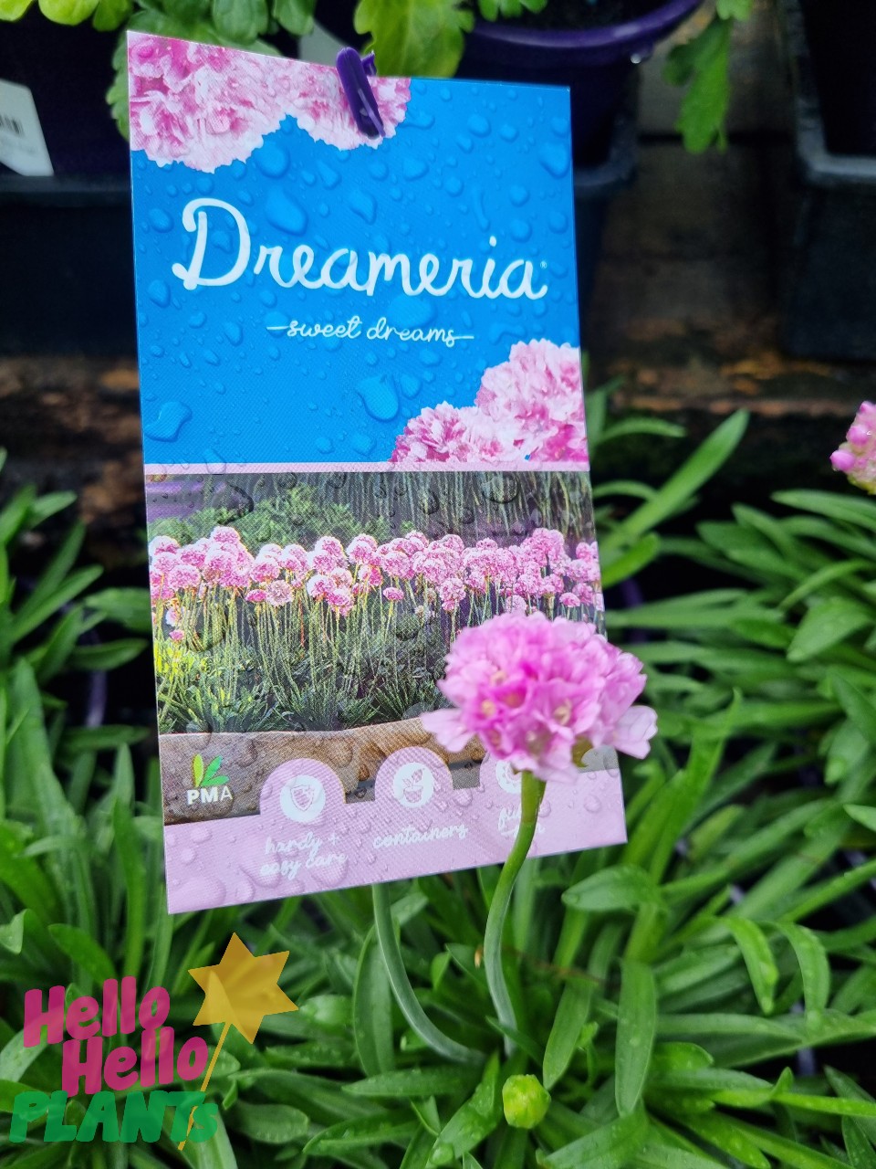 Armeria Dreameria® 'Sweet Dreams' 6" Pot