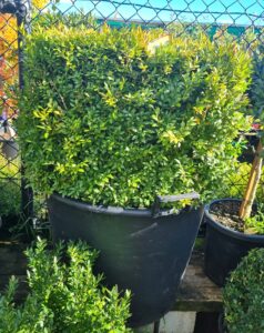 A Buxus 'English Box' Topiary Square in a 90L pot features dense green foliage and is displayed outdoors near a wire fence.