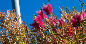 Callistemon 'All Aglow' Bottlebrush 6" Pot displays striking pink flowers and green-brown leaves set against a clear blue sky, with a light pole partially visible on the left.
