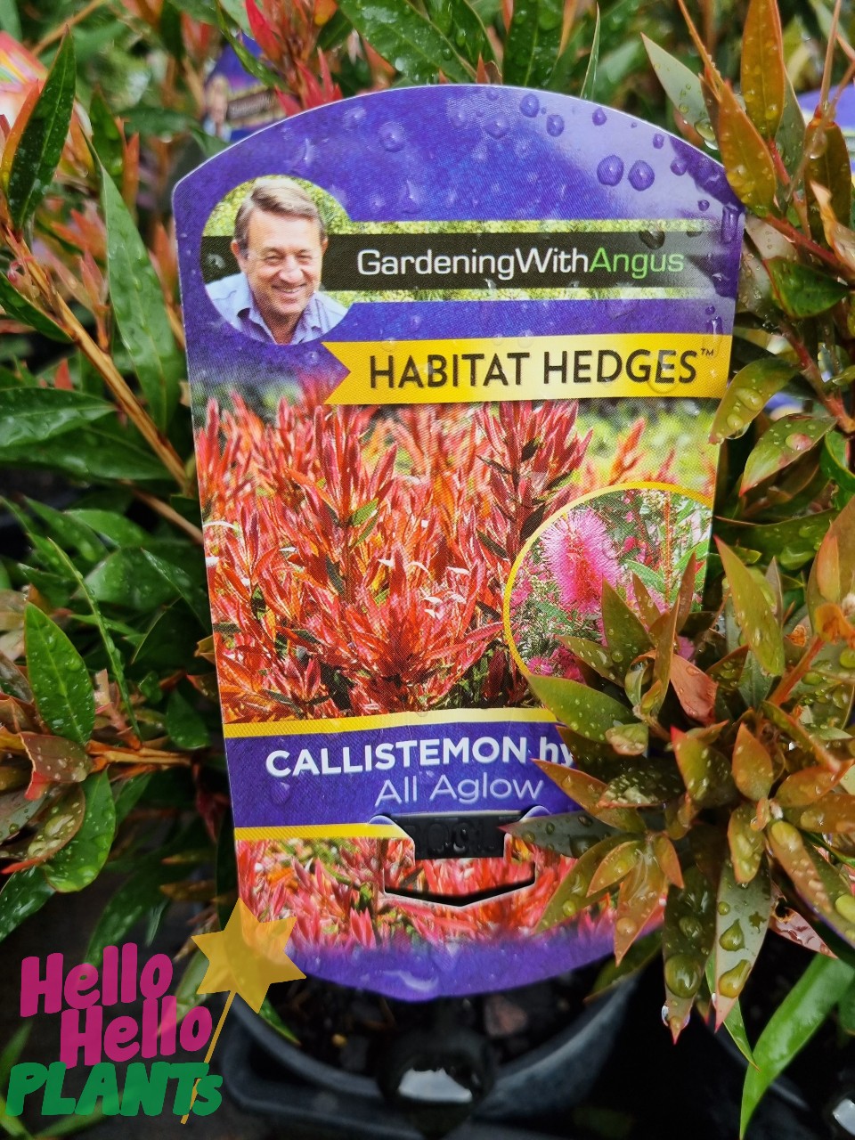 Callistemon 'All Aglow' Bottlebrush 6" Pot