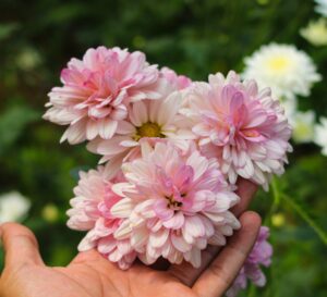 A hand holds a cluster of Chrysanthemum 'Pink Flair' blooms in a 6" pot, their light pink petals standing out against the soft green blurred background.