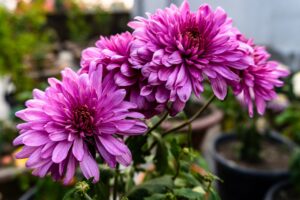 Close-up of Chrysanthemum 'Purple' in a 6" pot, showcasing vibrant purple blooms and lush green leaves with softly blurred potted plants in the background.