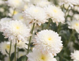 Close-up of Chrysanthemum 'Double White' flowers in full bloom, highlighted by lush green foliage and beautifully displayed in a 6" pot.