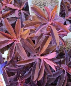 Close-up of Euphorbia 'Cherokee' in a 6" pot, featuring elongated, narrow leaves with striking reddish-purple and green hues.