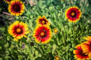 Vibrant Gaillardia 'Corneto Blaze' (Blanket Flower) blooms in red and yellow fill this 6" pot, attracting bees as they collect pollen. Lush green leaves complete the display, highlighting the plant’s colorful beauty.