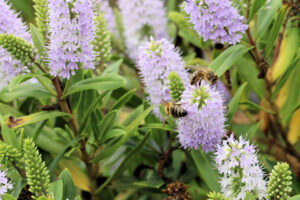 Two bees gather nectar from clusters of pale purple flowers on a Hebe Bloomin 'Lilac Mist' 8" Pot, surrounded by green leaves and stems.