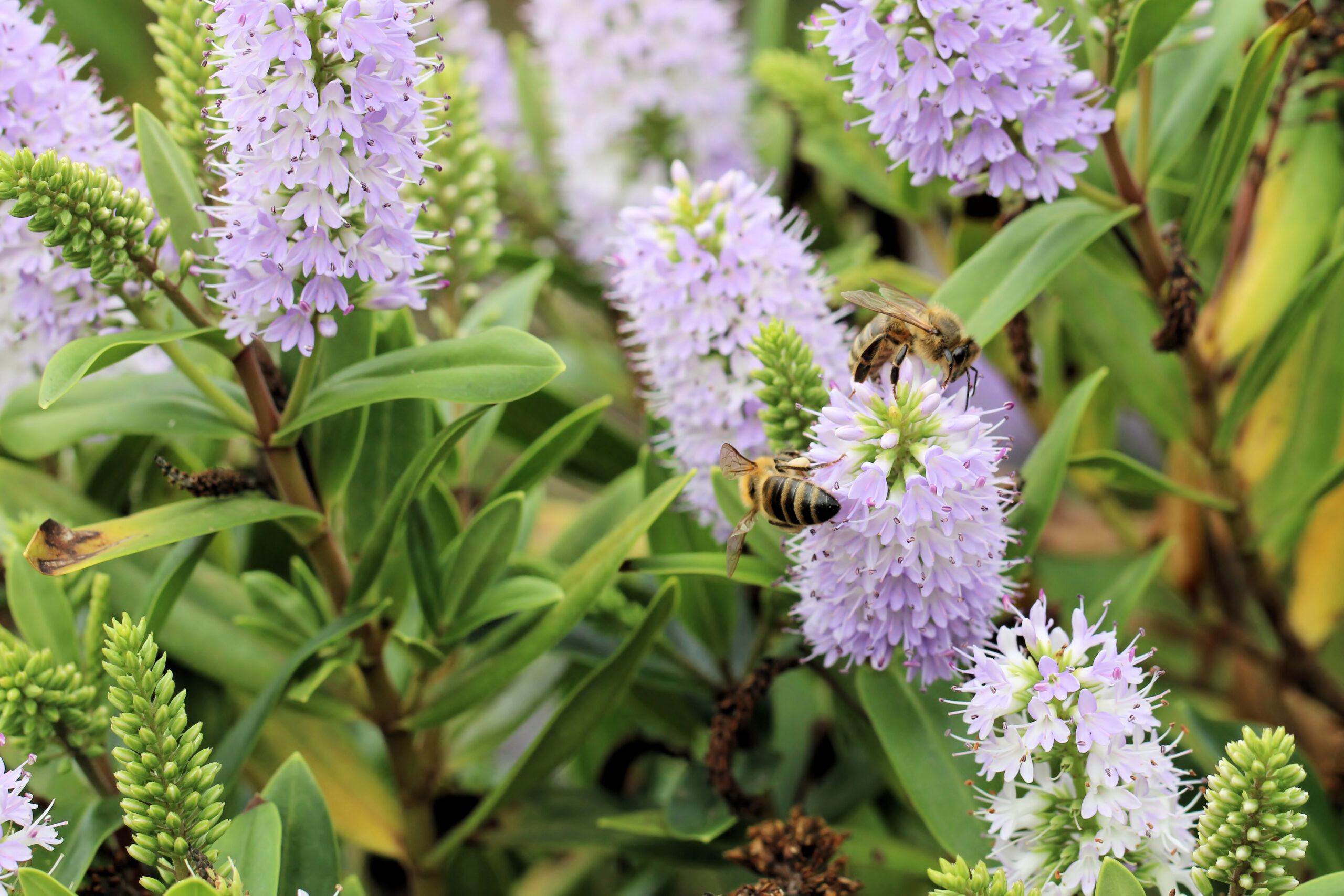 Two bees gather nectar from clusters of pale purple flowers on a Hebe Bloomin 'Lilac Mist' 8" Pot, surrounded by green leaves and stems.