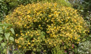 A large, dense Hypericum 'Tricolor' St. John's Wort in an 8" pot, covered in small yellow flowers, grows among other green plants in a garden setting.