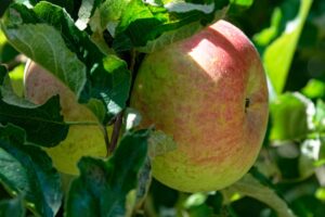 Close-up of a ripe Malus 'Monty's Surprise®' Dwarf Apple in a 10" pot, hanging from a branch with green leaves and sunlight creating shadows on the fruit.