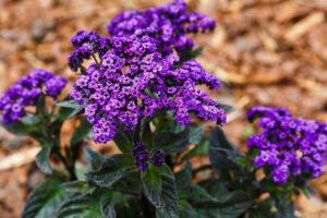 Heliotrope 'Marino Blue' in a 6" pot features vibrant blue flowers and dark green leaves, beautifully displayed against a blurred brown mulch background.
