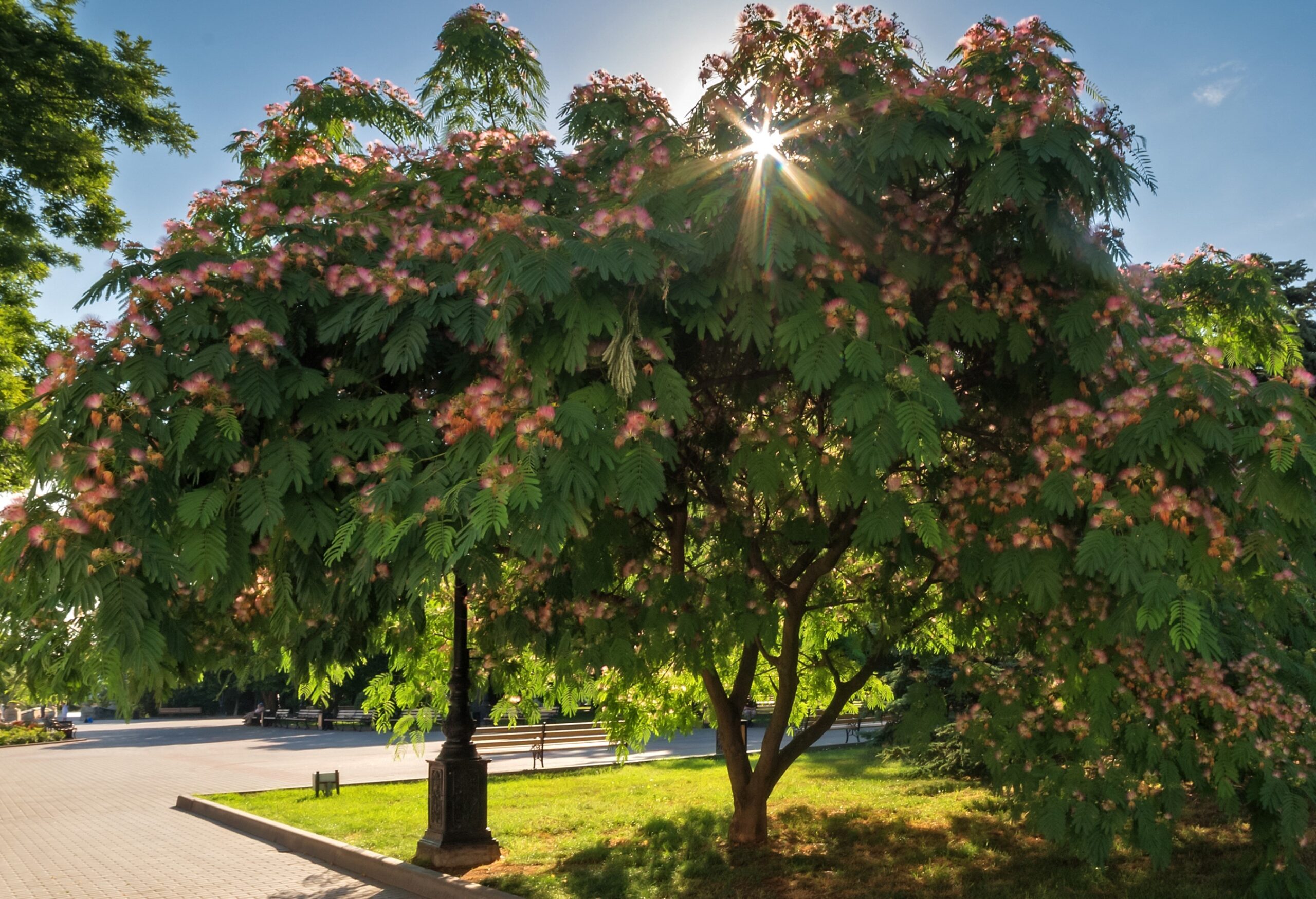 Sunlight streams through the branches of an Albizia 'Persian Silk Tree' (Field Dug Large), lighting up its pink blossoms beside a black lamppost and benches in a sunny park.