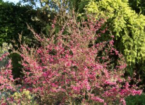 Leptospermum 'Kiwi' displays a profusion of small pink blooms and sits elegantly in a 6" pot, enhancing the garden with its beauty against a backdrop of lush green trees and bushes.