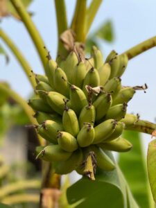 Banana 'Lady Finger' 8" Pot: Unripe green Lady Finger bananas grow in outdoor clusters—ideal for cultivation in an 8" pot.