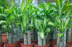 Rows of Dracaena 'Golden Heart' Happy Plant in 7" pots, featuring thick stems and broad green leaves, are displayed in a garden or nursery setting.