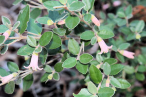 Close-up of Correa 'Windsong' in a 15cm pot, featuring small oval green leaves and several pale pink tubular flowers hanging downward.