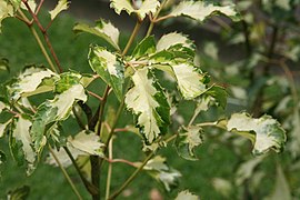 Polyscias 'Montville' Geranium Ivy in a 5" pot displays green leaves with cream, irregular edges, set against a blurred green background.