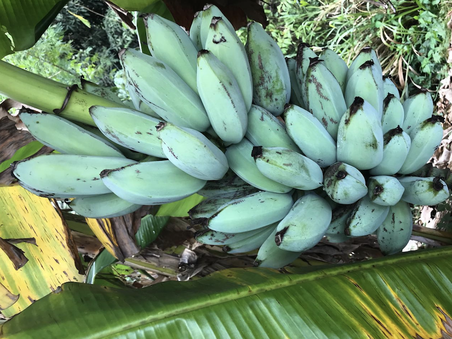 The Banana 'Blue Java' 8" Pot features a cluster of unripe green bananas growing amid lush green and yellow leaves—ideal for nurturing at home.