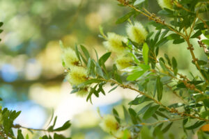 A Callistemon 'Candle Glow' in a 6" pot features light green, fluffy bottlebrush flowers and glossy leaves, shown close-up against a blurred natural background.