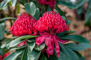 Telopea 'Wild Brumby Mallee Boy' Waratah in a 15cm pot, featuring two vibrant red flowers and lush green leaves, photographed outdoors with a softly blurred natural background.